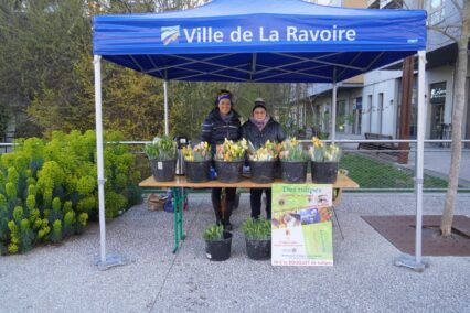 Des tulipes pour soutenir les malades : rendez-vous au marché mercredi matin